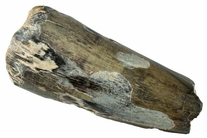 Dinosaur-Eating Crocodile (Sarcosuchus) Tooth - Niger #282084